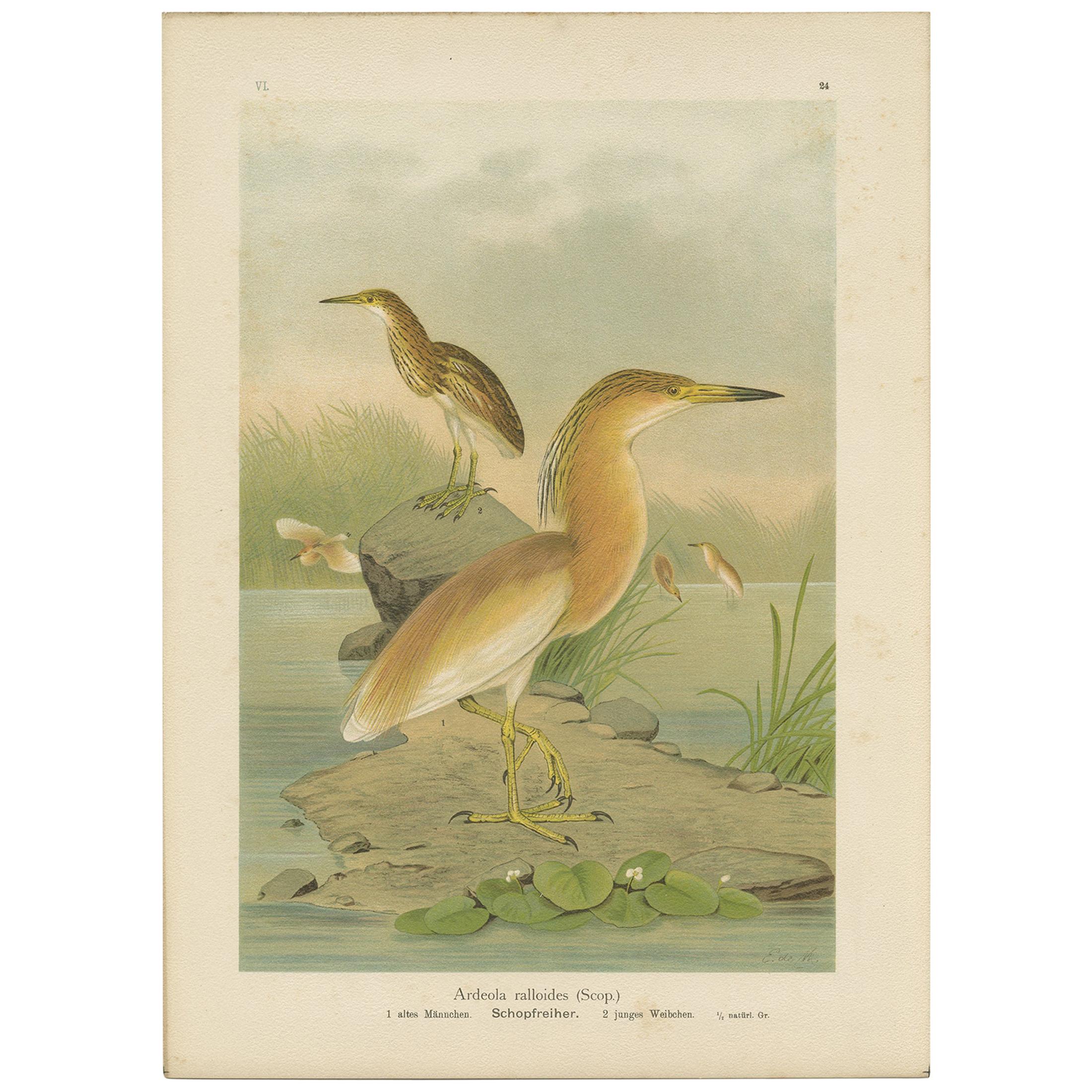 Antique Bird Print of the Squacco Heron by Naumann, circa 1895