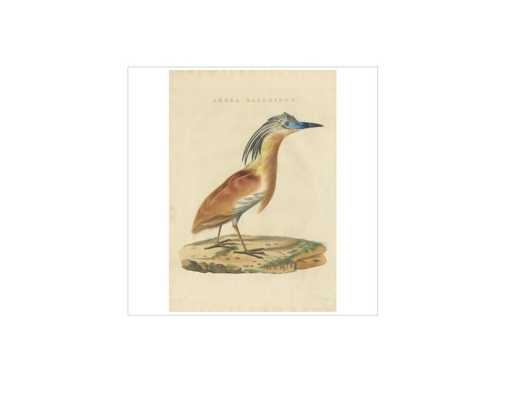 Antique print titled 'Ardea Ralloides'. The squacco heron (Ardeola ralloides) is a small heron, 44–47 cm (17–19 in) long, of which the body is 20–23 cm (7.9–9.1 in), with 80–92 cm (31–36 in) wingspan.

This print originates from 'Nederlandsche