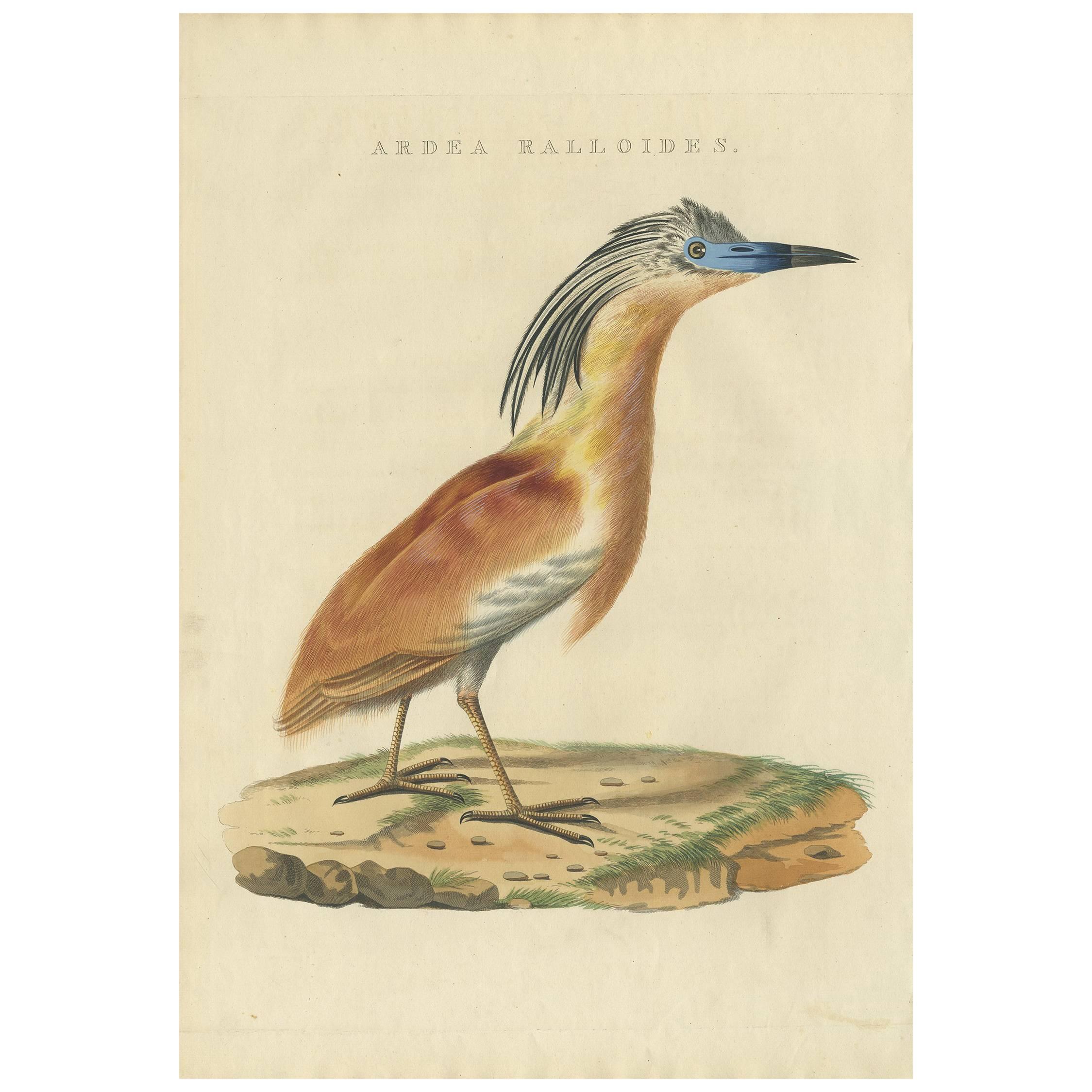 Antiker antiker Vogeldruck des Squacco-Herons von Sepp & Nozeman, 1829