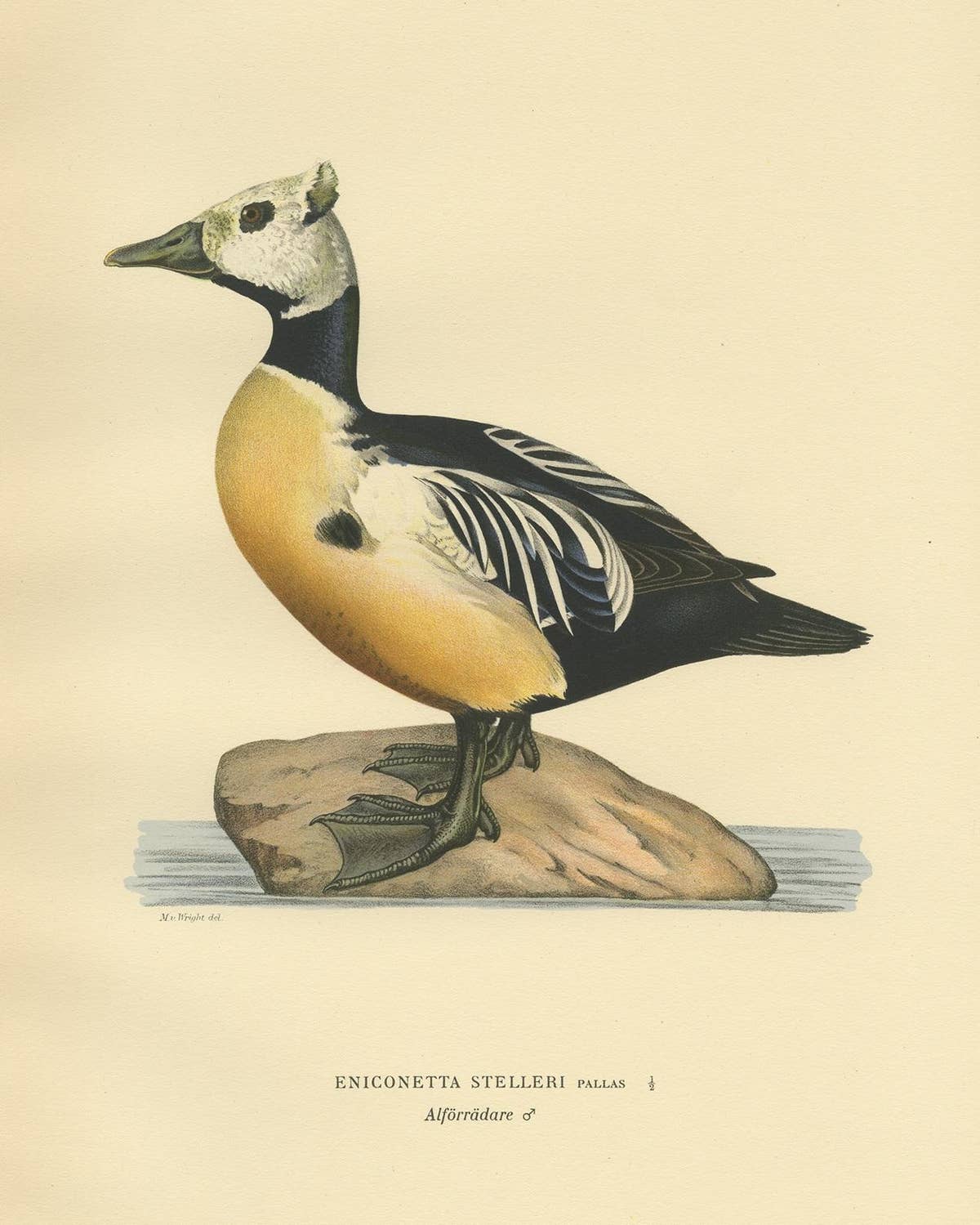Antique Bird Print of the Steller's Eider by Von Wright, 1929