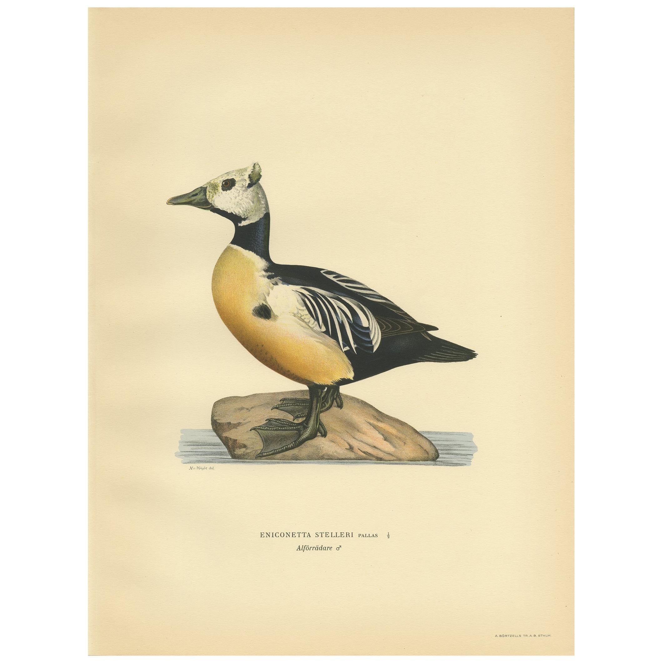Antiker Vogeldruck der Stellerschen Eiderente von Von Wright:: 1929
