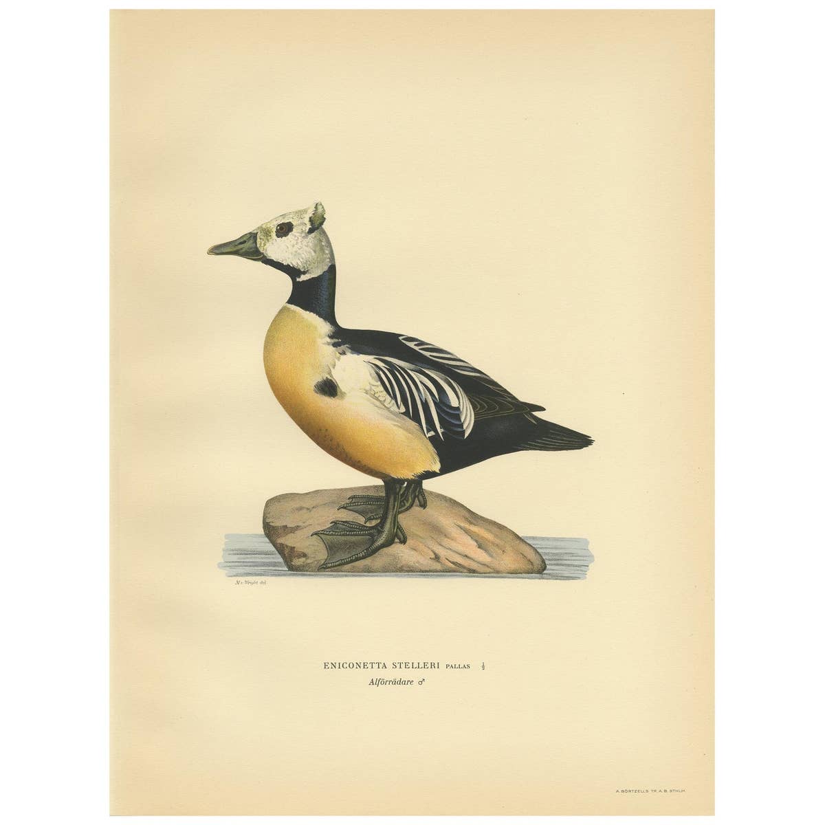 Antique Bird Print of the Steller's Eider by Von Wright, 1929