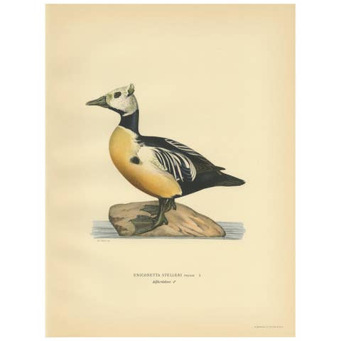 Antique Bird Print of the Steller's Eider by Von Wright, 1929