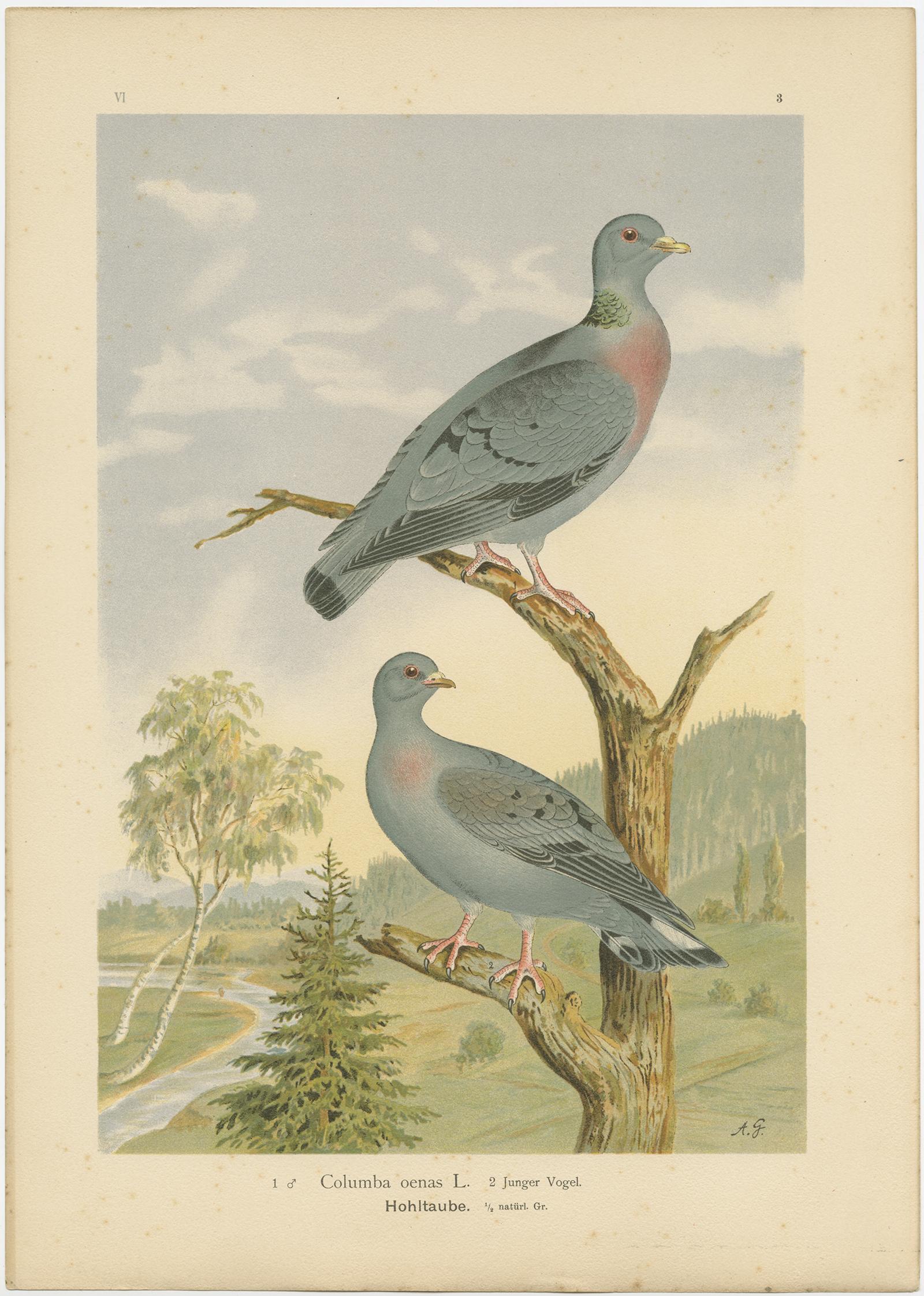 Antique Bird Print of the Stock Dove by Naumann, circa 1895 In Good Condition For Sale In Langweer, NL
