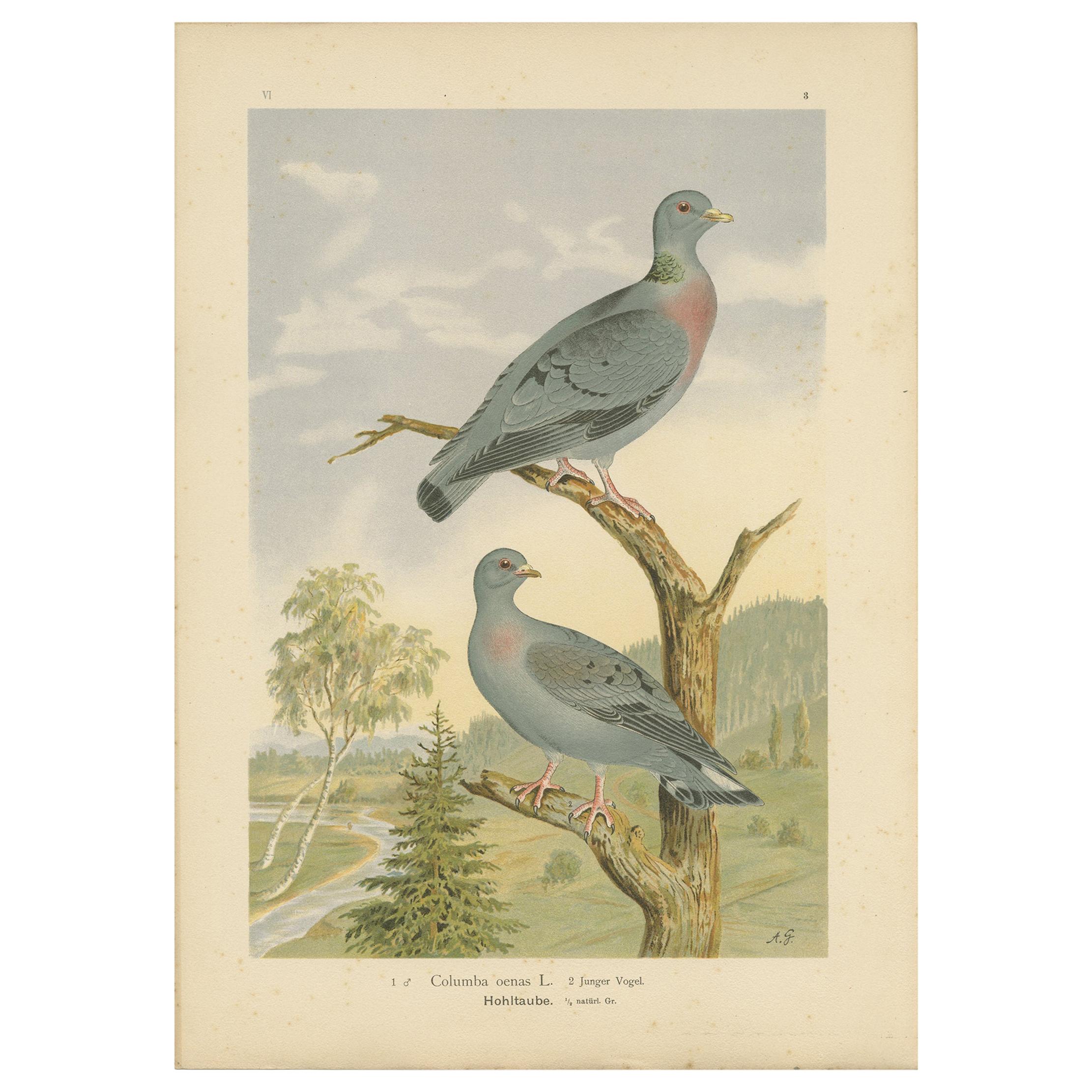 Antique Bird Print of the Stock Dove by Naumann, circa 1895