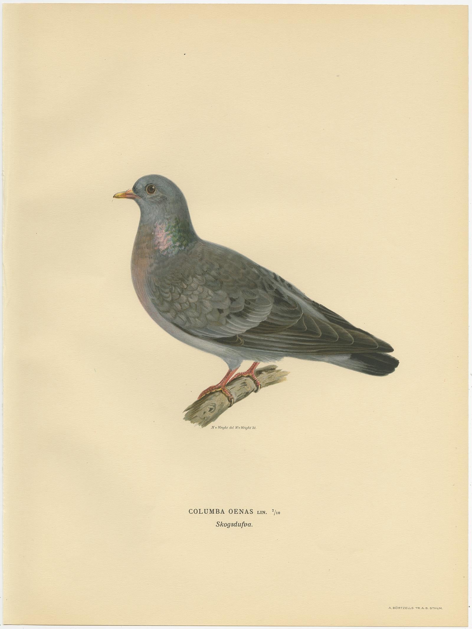 Antique Bird Print of the Stock Dove by Von Wright, 1929 In Good Condition For Sale In Langweer, NL