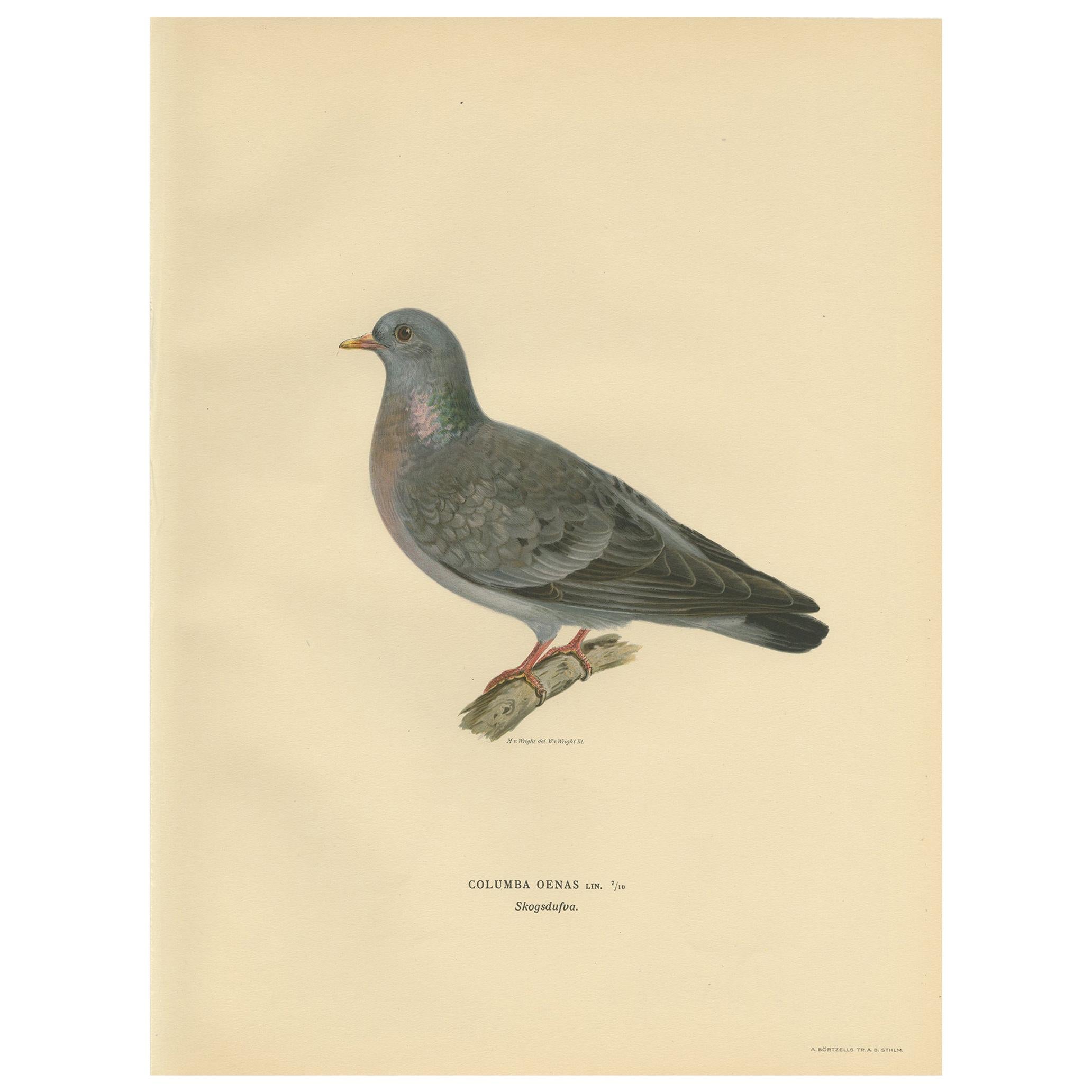Antique Bird Print of the Stock Dove by Von Wright, 1929 For Sale