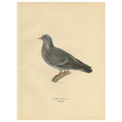 Antique Bird Print of the Stock Dove by Von Wright, 1929