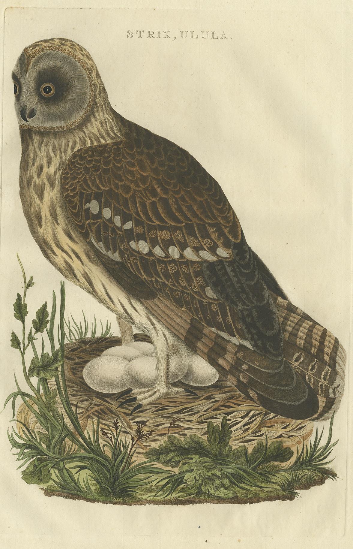 Antique print titled 'Strix, Ulula'. Strix is a genus of owls in the typical owl family (Strigidae), one of the two generally accepted living families of owls, with the other being the barn-owl (Tytonidae). Common names are earless owls or wood