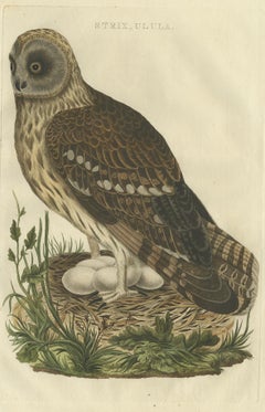 Strix Ulula – Hand-Coloured Engraving of Short-Eared Owl with Eggs, 1770–1829