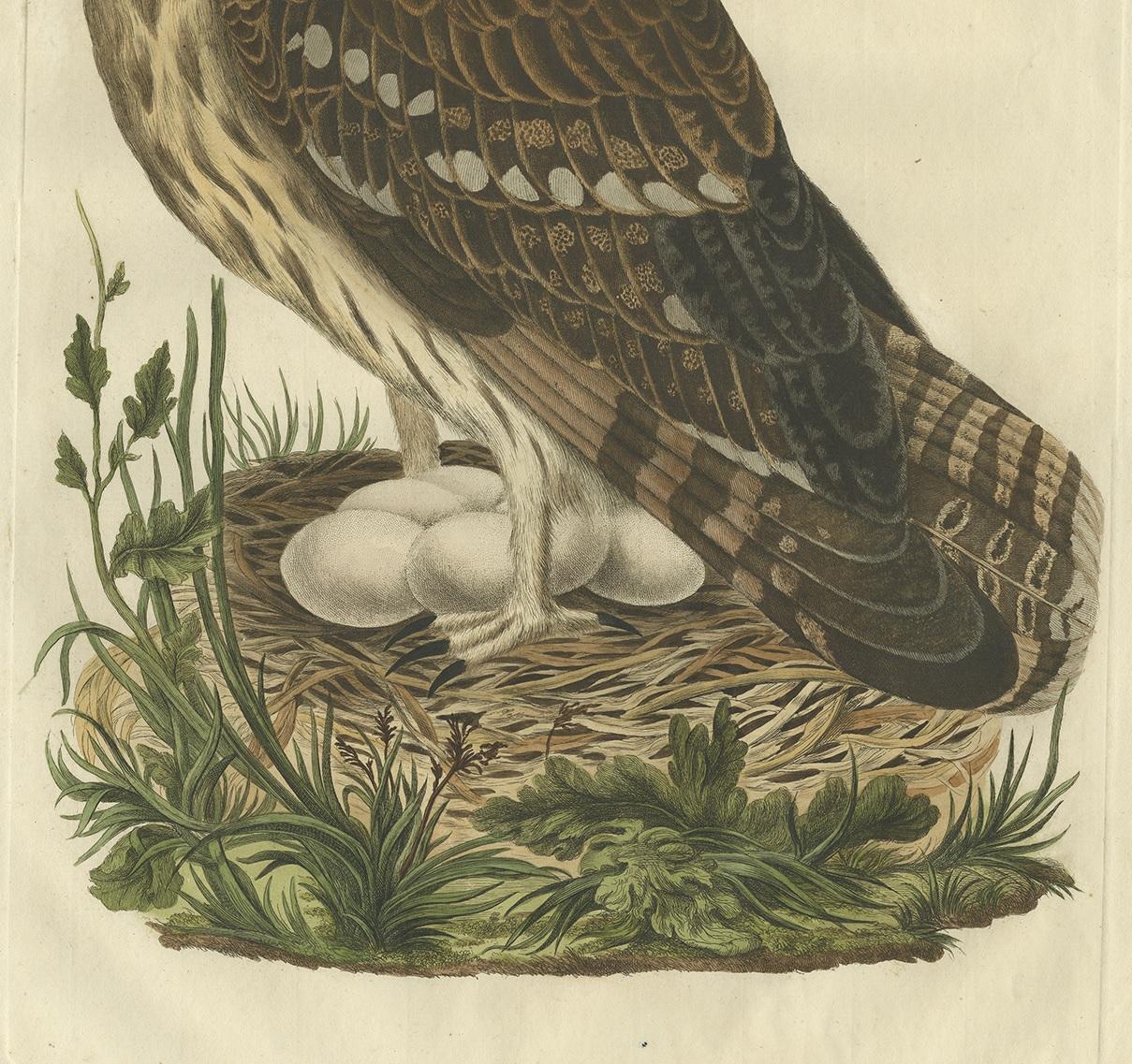 Antiker antiker Vogeldruck der „Owl“ dertrix von Sepp & Nozeman, 1770 im Zustand „Gut“ im Angebot in Langweer, NL