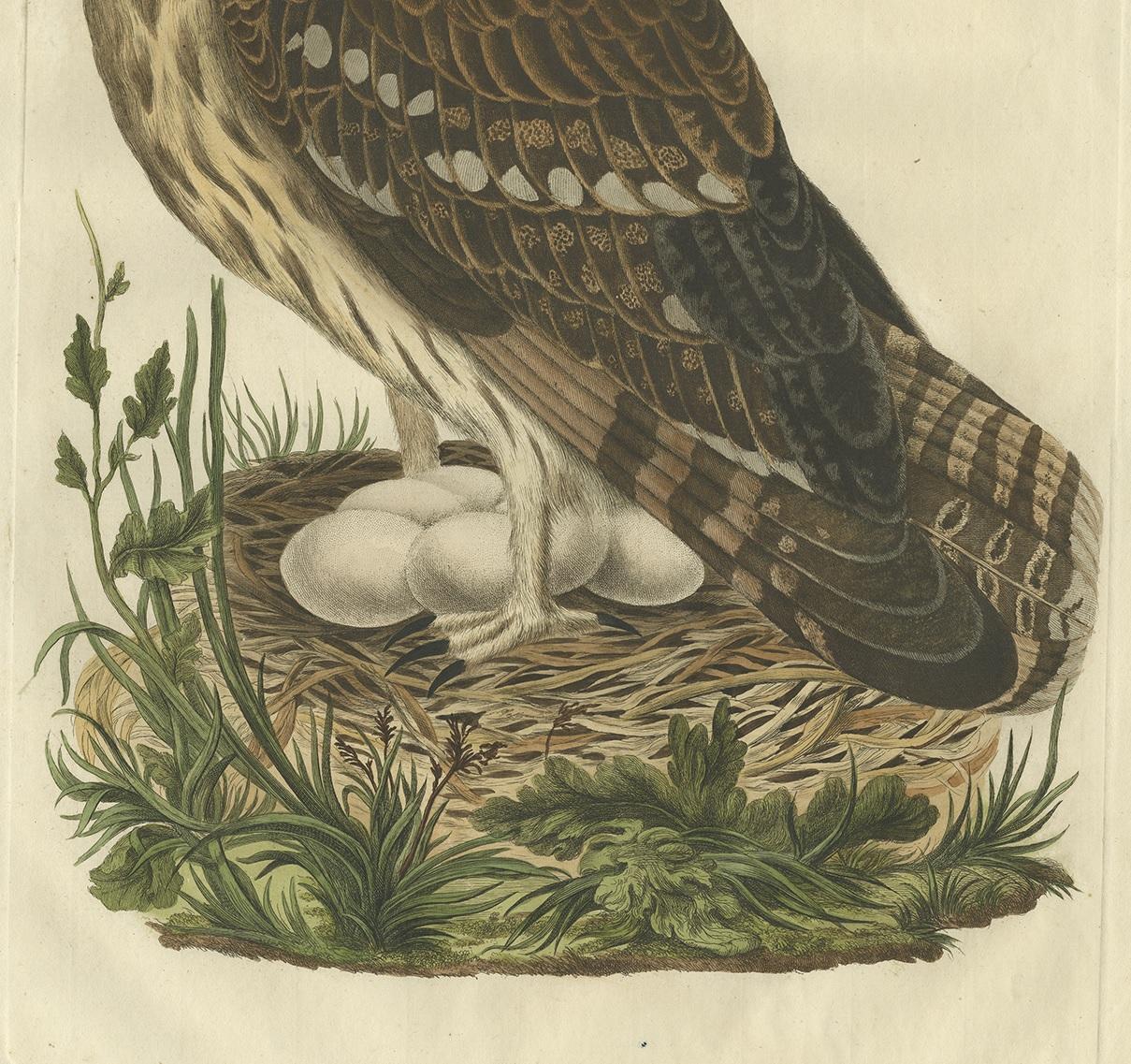 Grabado antiguo de aves del Strix 