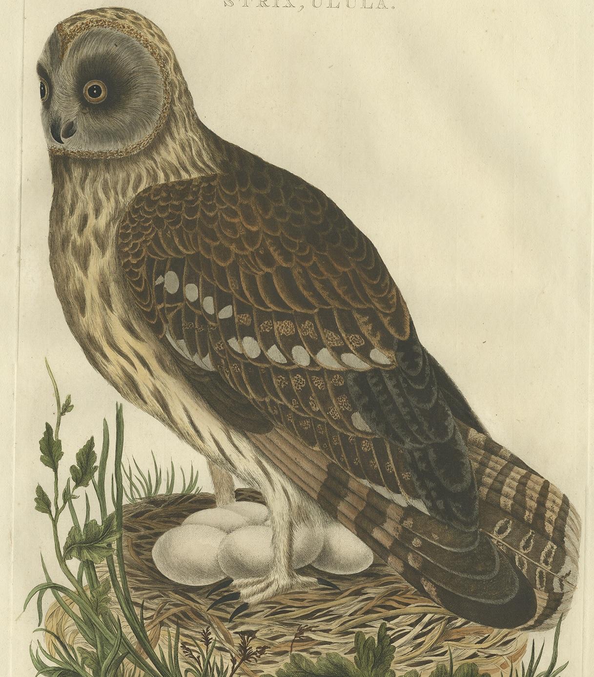 Grabado antiguo de aves del Strix 