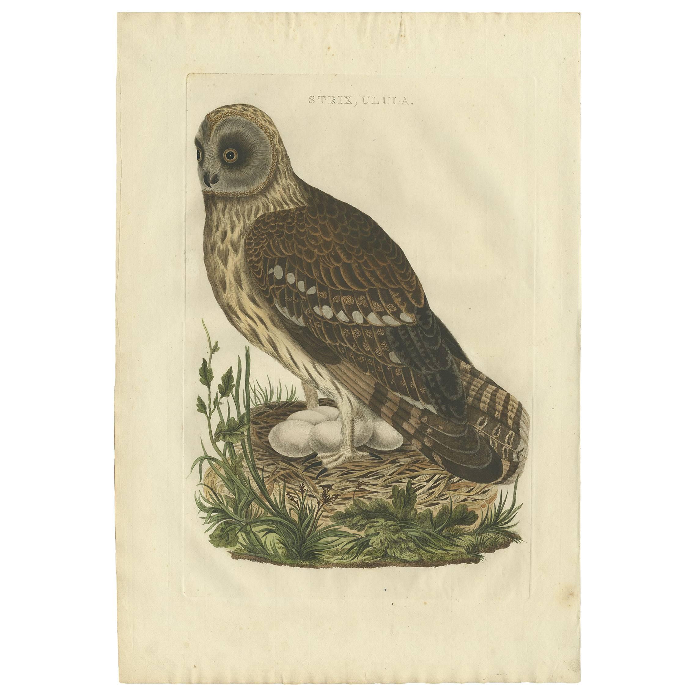 Antiker antiker Vogeldruck der „Owl“ dertrix von Sepp & Nozeman, 1770