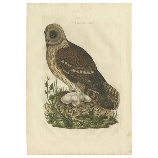 Strix Ulula – Hand-Coloured Engraving of Short-Eared Owl with Eggs, 1770–1829