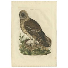 Stampa antica dell'uccello Strix 'Owl' di Sepp & Nozeman, 1770