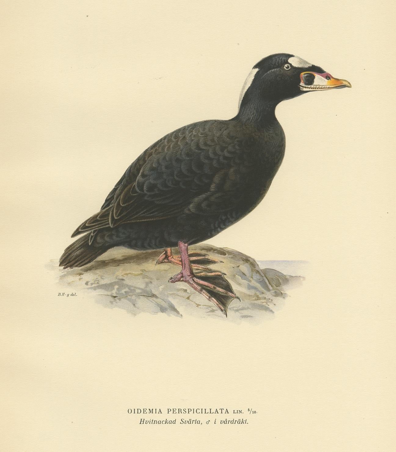 Gravure ancienne d'oiseau intitulée 'Oidemia Perspicillata'. Ancienne gravure d'oiseaux représentant la macreuse à front blanc. Cette gravure provient de 