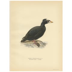 Antique Bird Print of the Surf Scoter by Von Wright, 1929