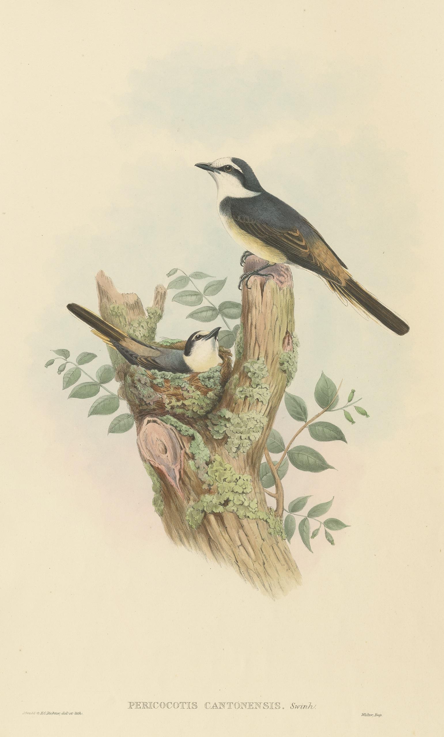 Antique bird print titled 'Pericocotis Cantonensis'. Original lithograph of the swinhoe's minivet. This print originates from 'Birds of Asia' by John Gould. Published 1850-1853.