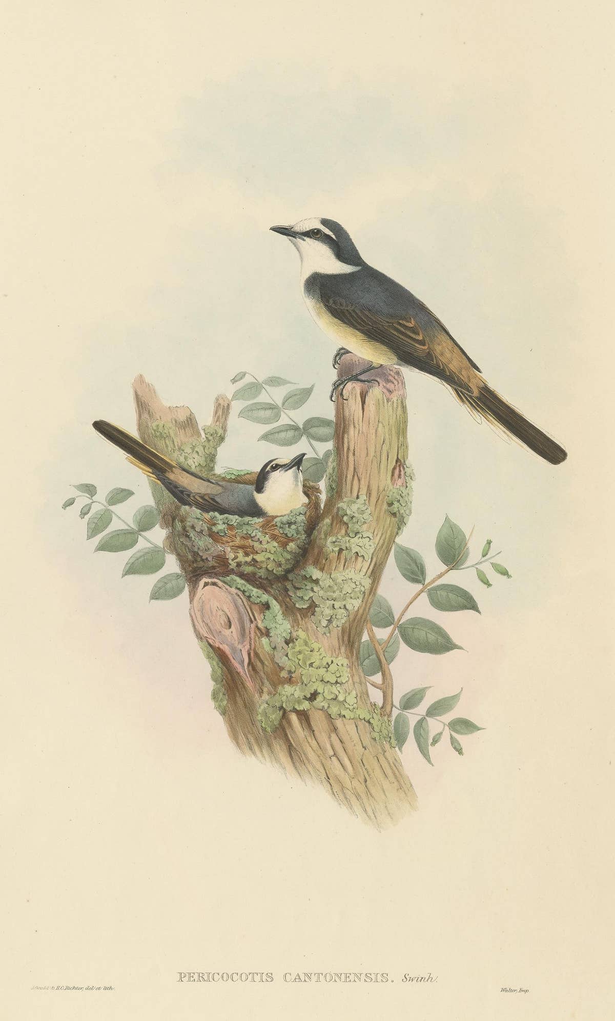 Antique Bird Print of the Swinhoe's Minivet by Gould, circa 1850
