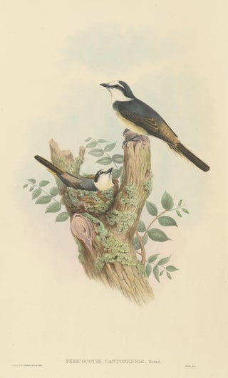 Antique Bird Print of the Swinhoe's Minivet by Gould, circa 1850, view 2