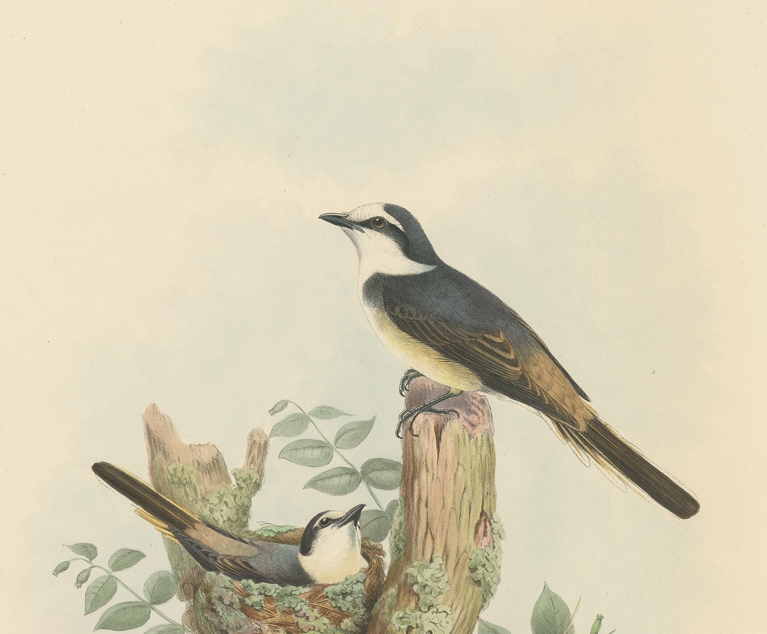 Antique Bird Print of the Swinhoe's Minivet by Gould, circa 1850 In Good Condition For Sale In Langweer, NL