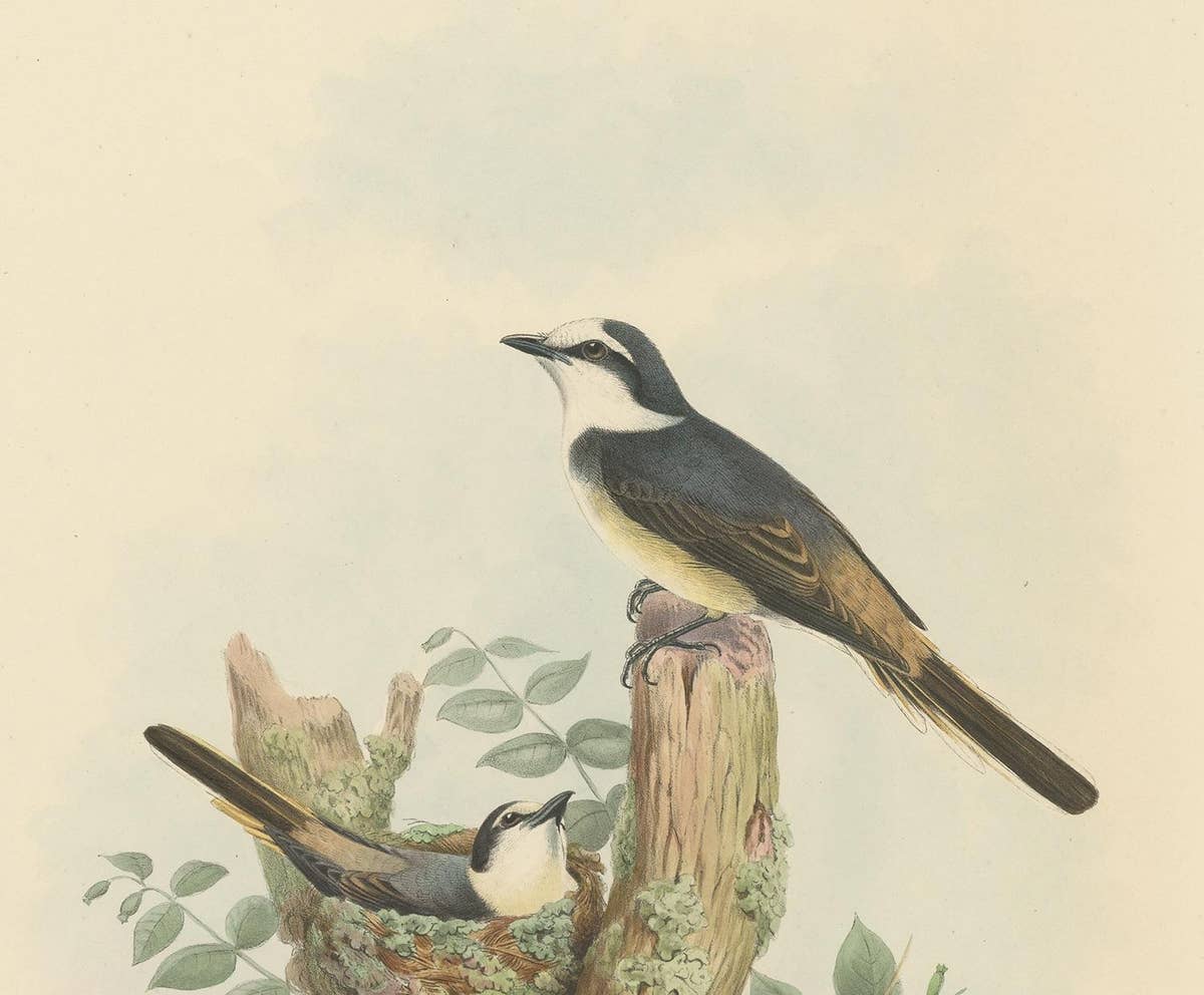 Antique Bird Print of the Swinhoe's Minivet by Gould, circa 1850