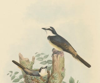 Antique Bird Print of the Swinhoe's Minivet by Gould, circa 1850, view 3