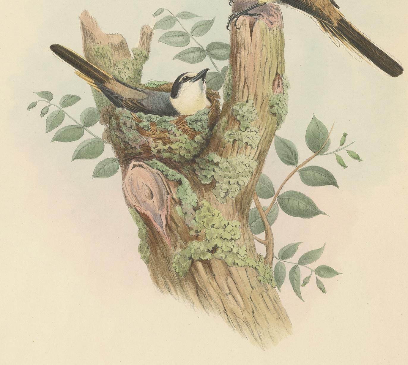 19th Century Antique Bird Print of the Swinhoe's Minivet by Gould, circa 1850 For Sale