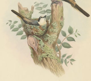 Antique Bird Print of the Swinhoe's Minivet by Gould, circa 1850, view 4