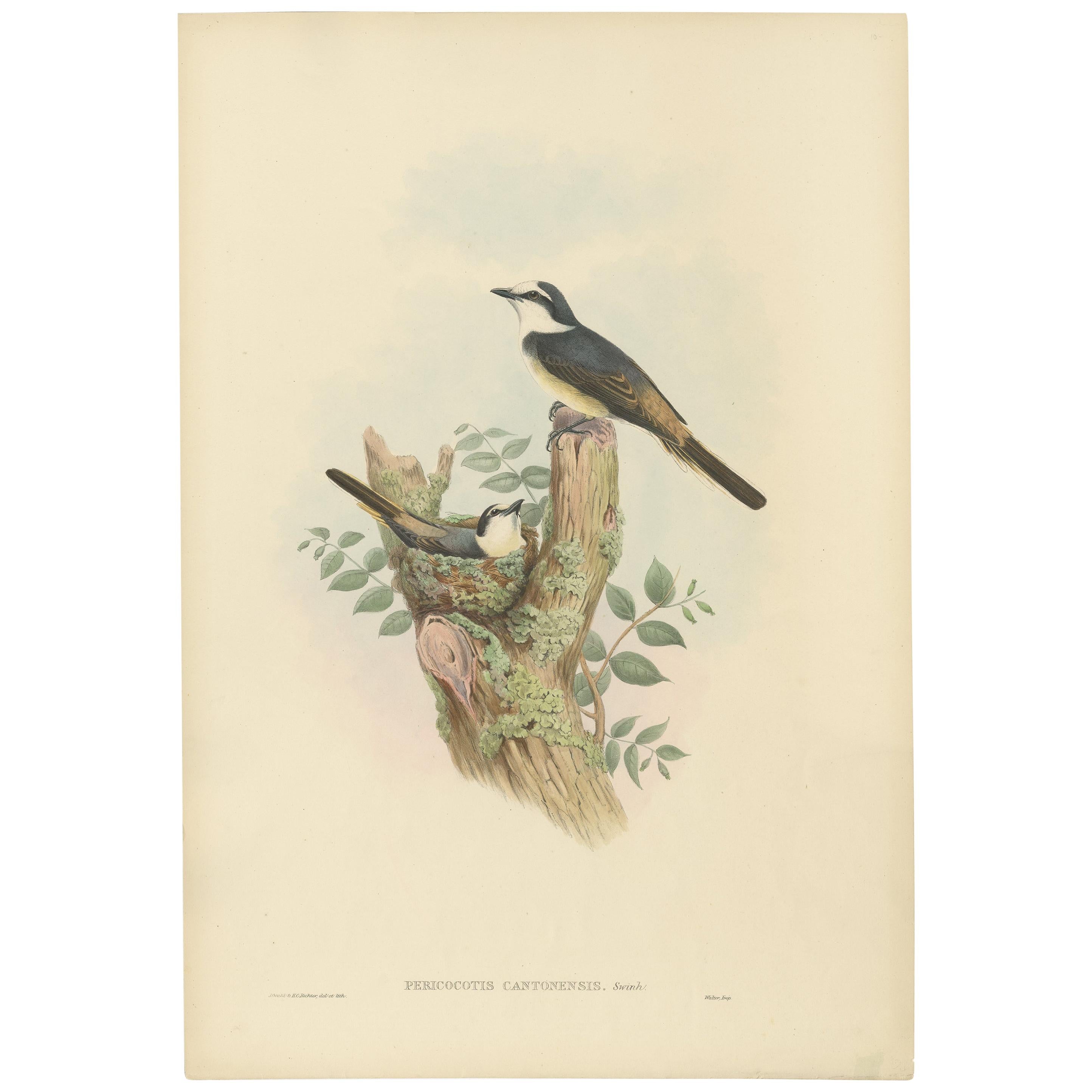 Antiker antiker Vogeldruck des Swinhoe's Minivets von Gould, um 1850