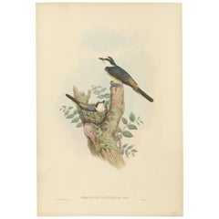 Grabado antiguo de aves del minivet de Swinhoe por Gould, hacia 1850