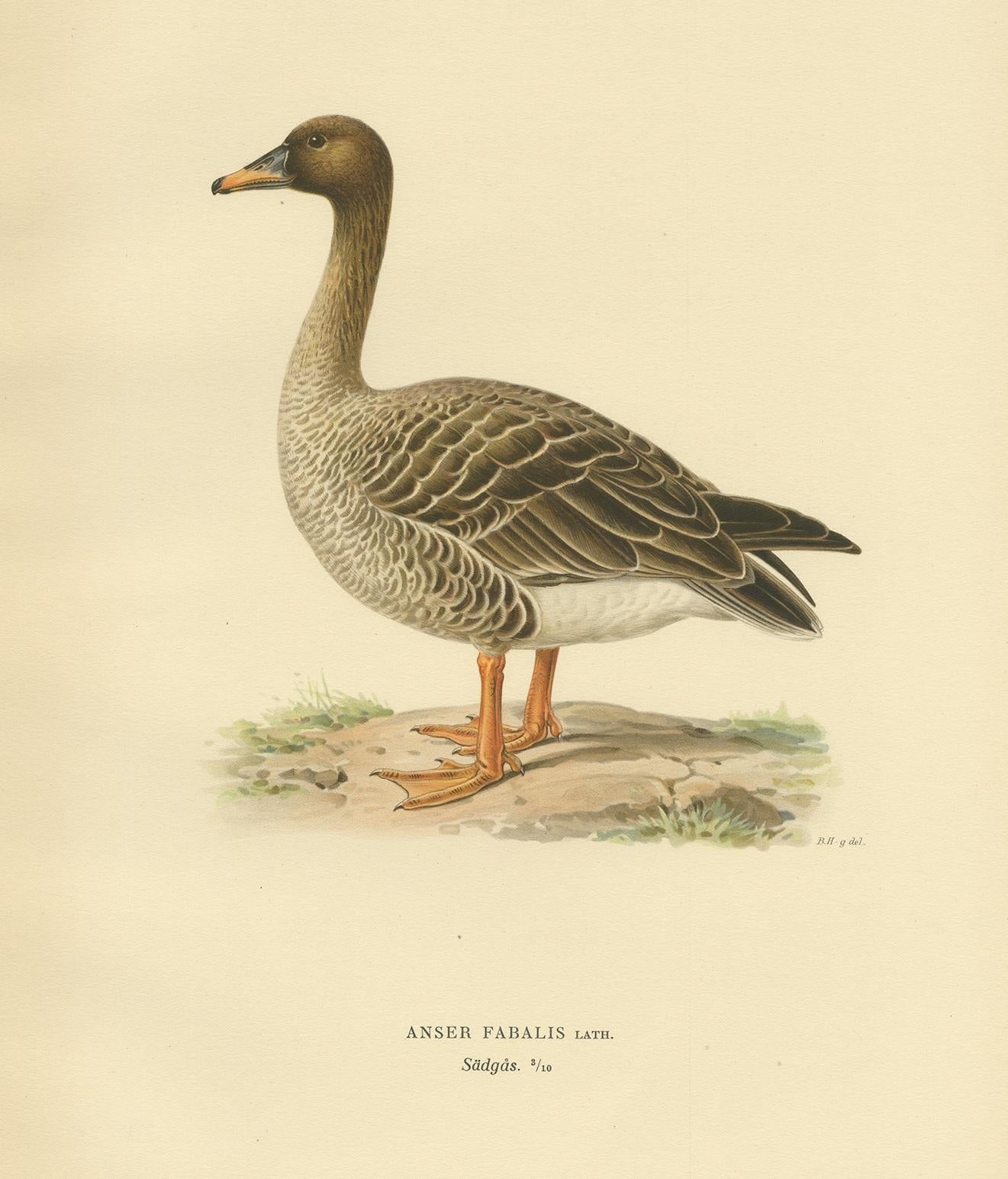 Grabado antiguo de aves titulado 'Anser Fabalis'. Antiguo grabado de aves que representa al ganso de la taiga. Este grabado procede de 