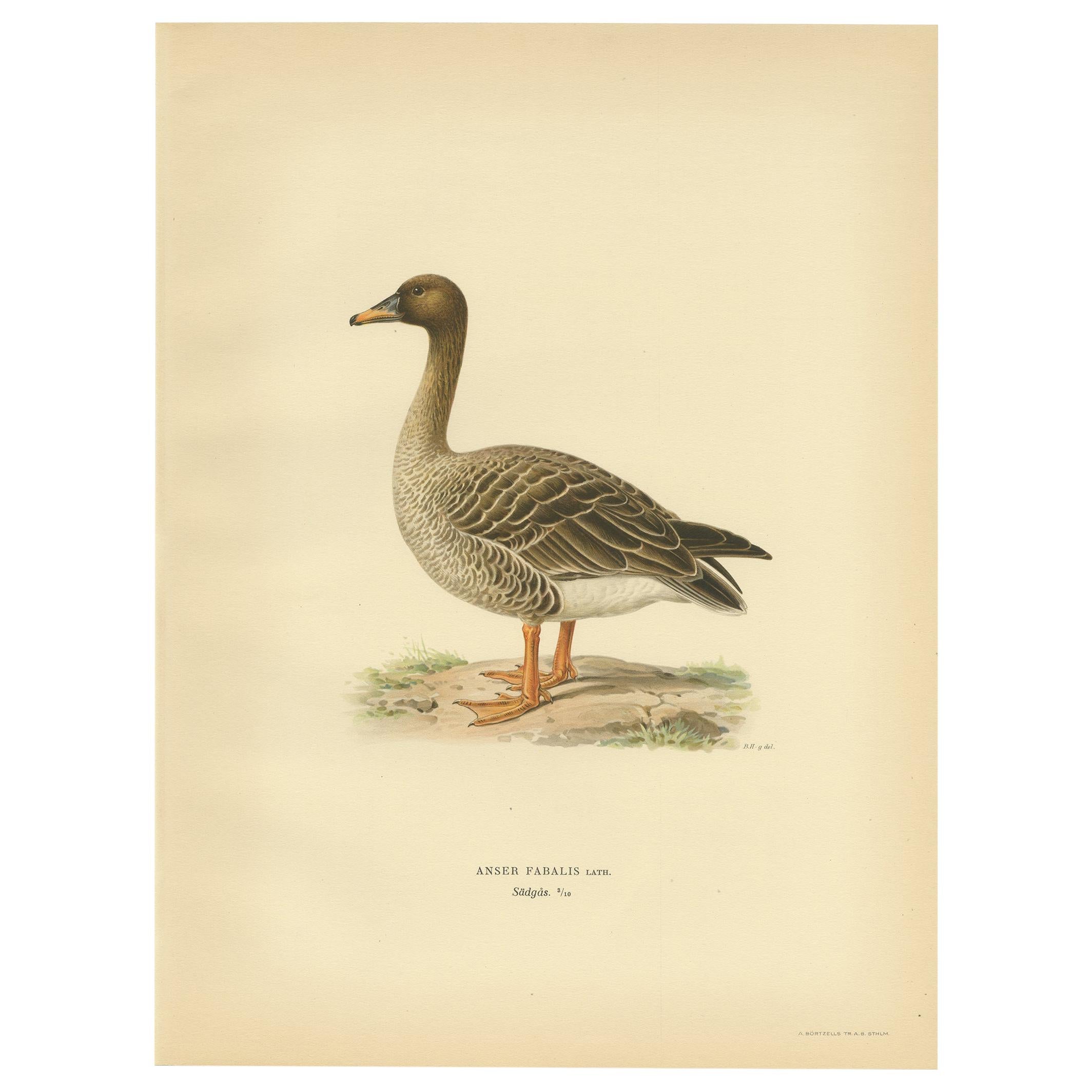 Antique Bird Print of the Taiga Bean Goose by Von Wright, 1929