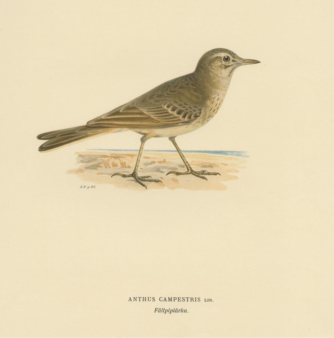 Antique Bird Print of the Tawny Pipit by Von Wright '1927' In Good Condition For Sale In Langweer, NL