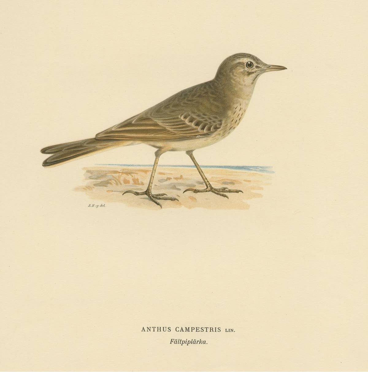 Antique Bird Print of the Tawny Pipit by Von Wright '1927'