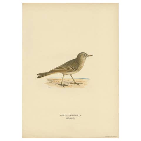 Antique Bird Print of the Tawny Pipit by Von Wright '1927'
