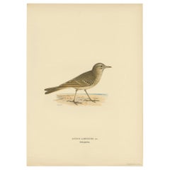 Lámina antigua de Bisbita campestre por Von Wright '1927