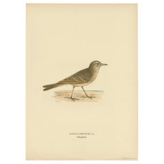 Antique Bird Print of the Tawny Pipit by Von Wright '1927'