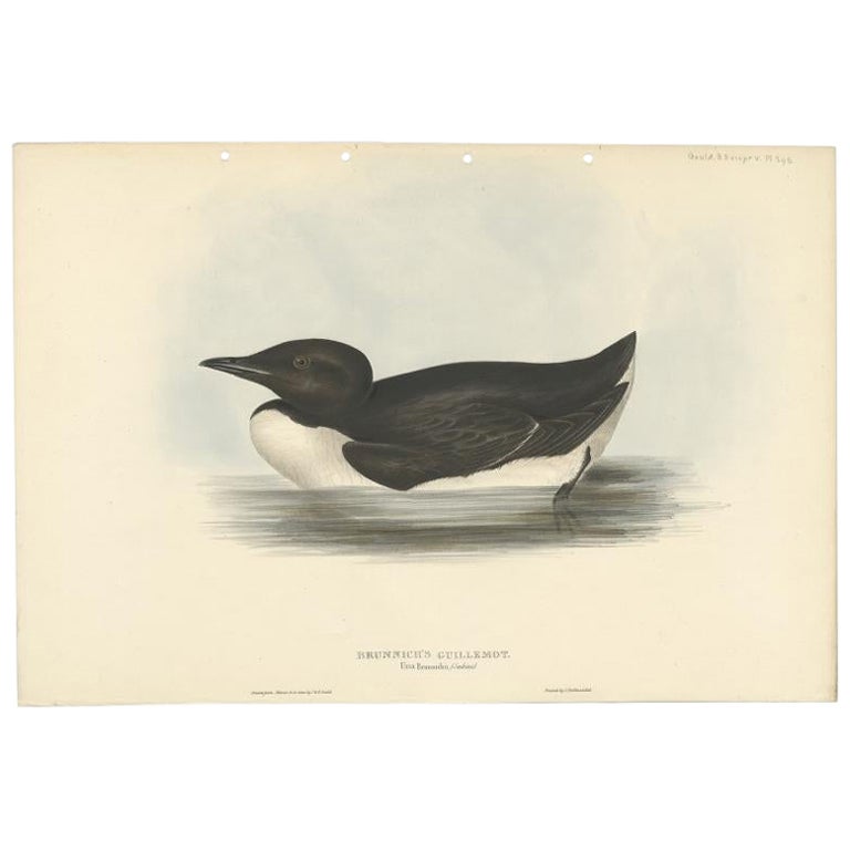 Impression ancienne d'oiseau de la murale à billes épaisses par Gould, 1832