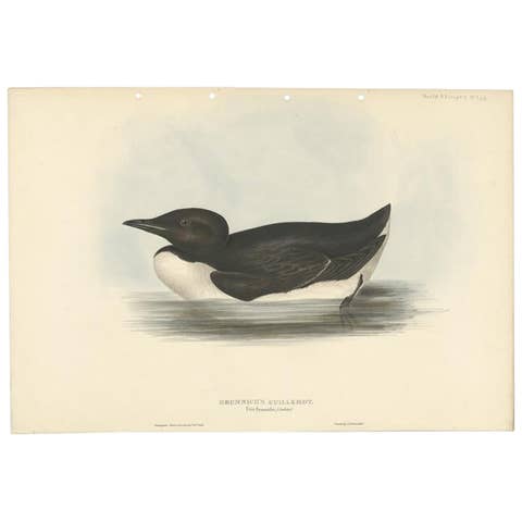 Brunnich’s Guillemot – Antique Bird Lithograph by John Gould, c.1832