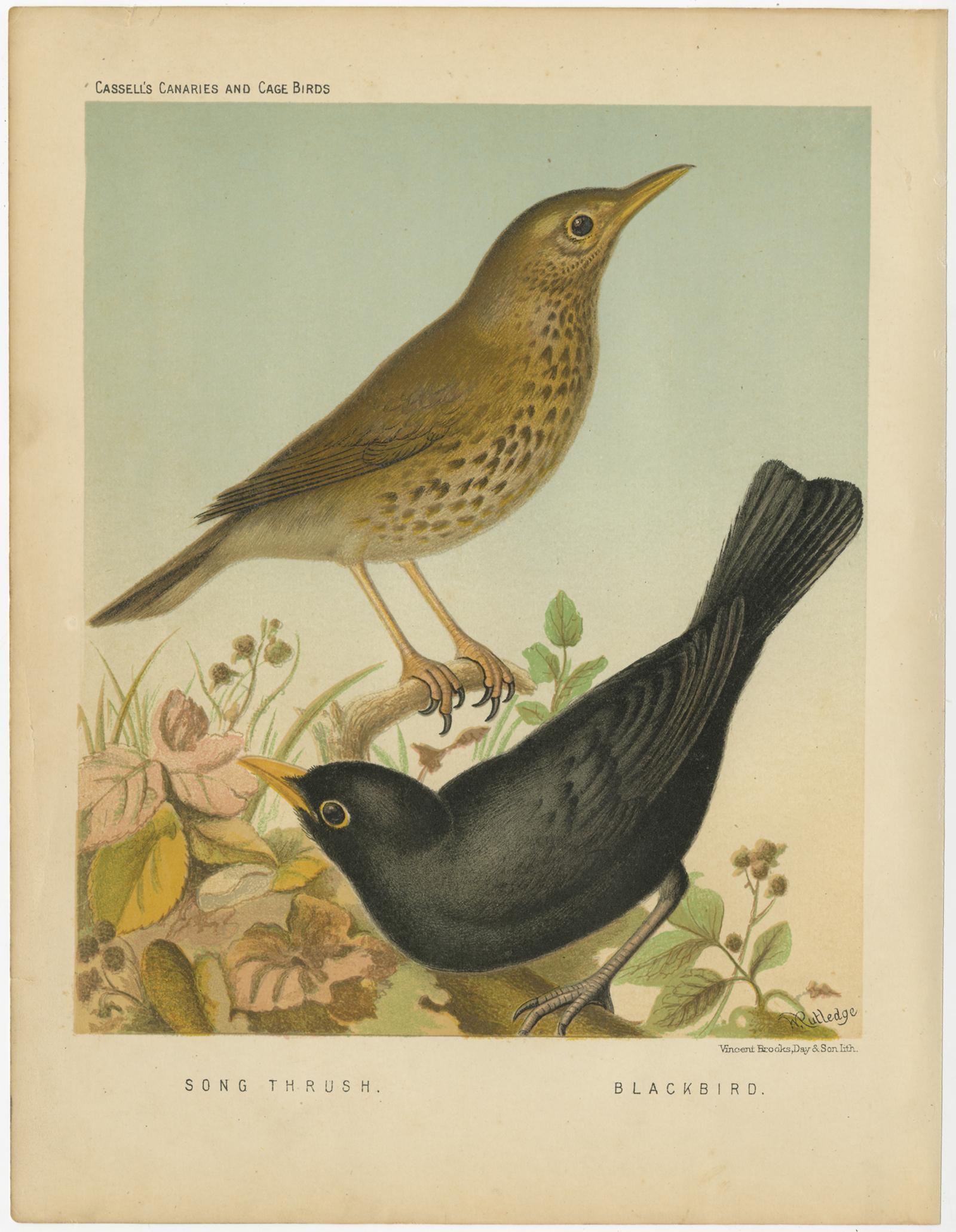 Antique bird print titled '1. Song Thrush 2. Blackbird' Old bird print depicting the Song Thrush and the Blackbird. This print originates from: 'Illustrated book of canaries and cage-birds' by W. A. Blackston, W. Swaysland and August F. Wiener