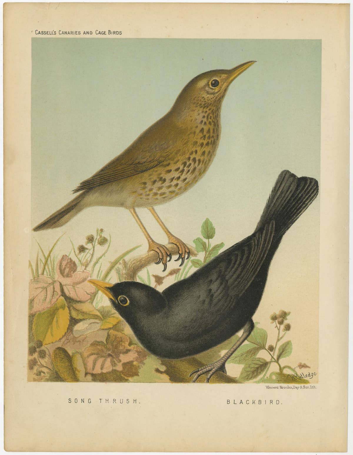 Antique Bird Print of the Thrush and Blackbird, circa 1880