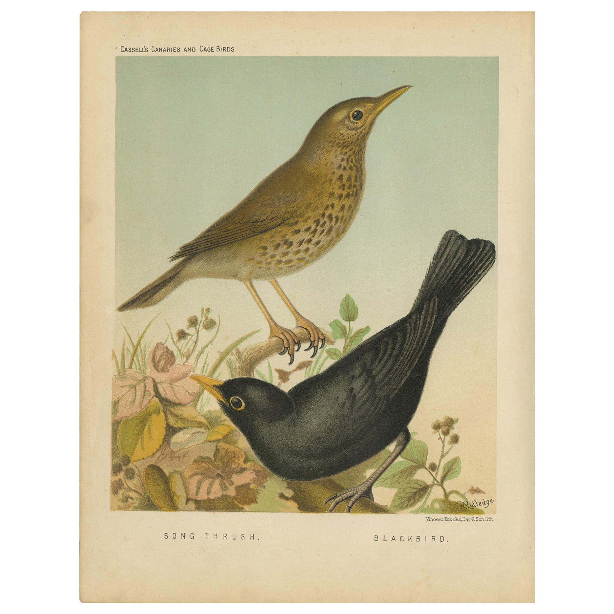 Impression ancienne d'oiseau du pinceau et de l'oiseau noir, vers 1880