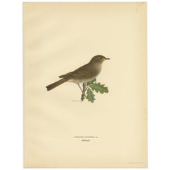 Antique Bird Print of The Thrush Nightingale by Von Wright, 1927