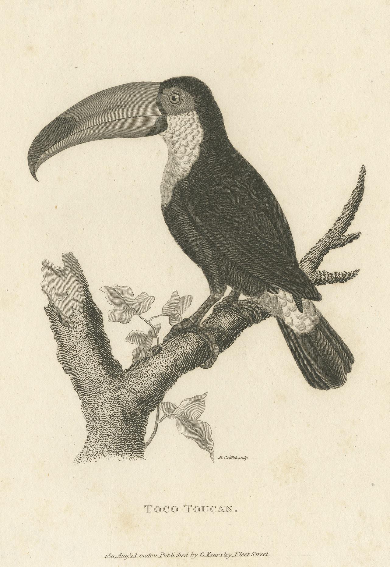 Popular Antique Bird Print of the Toco Toucan, 1811 In Good Condition For Sale In Langweer, NL