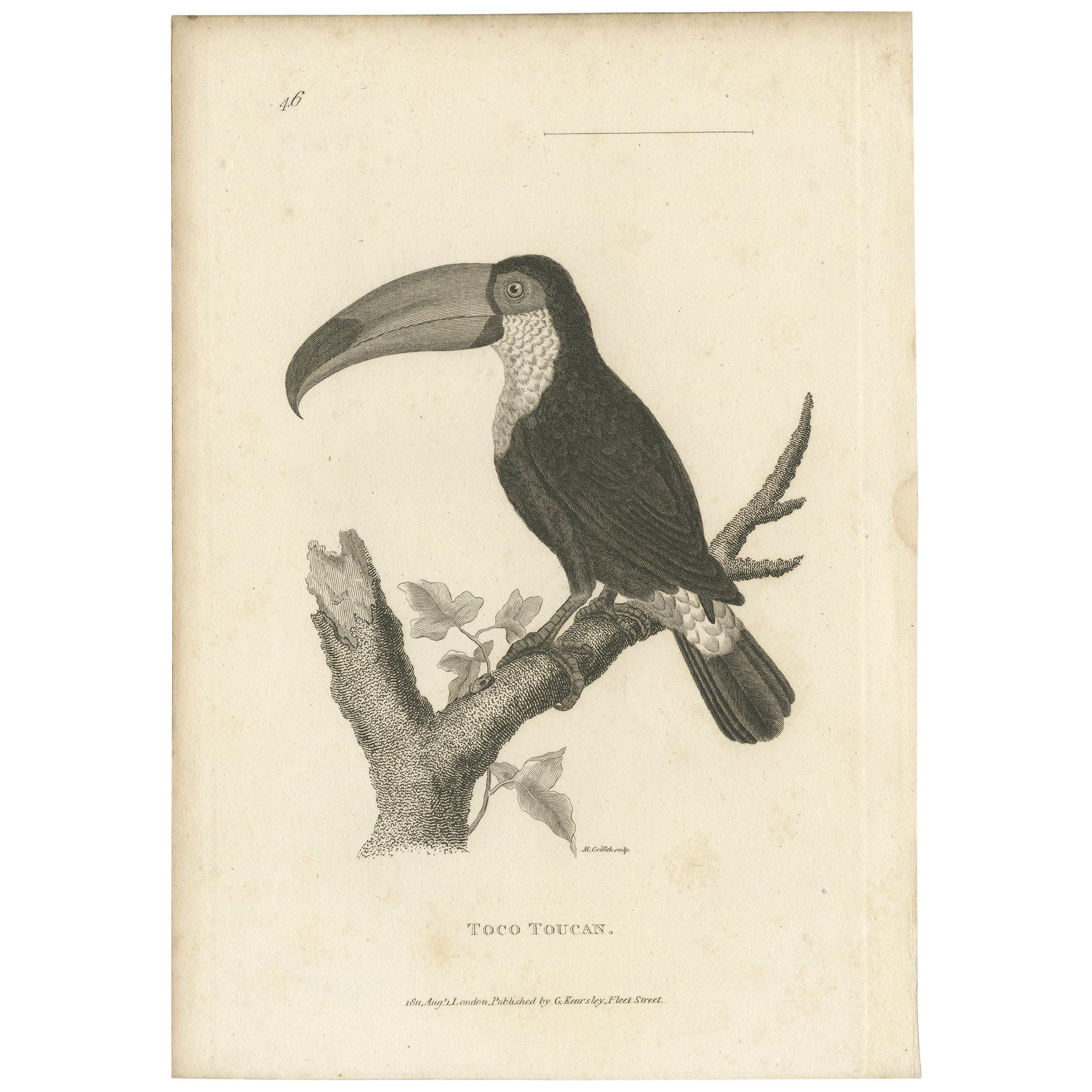 Popular Antique Bird Print of the Toco Toucan, 1811 For Sale