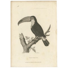 Popularer antiker Vogeldruck des Tokoko-Toucans, 1811