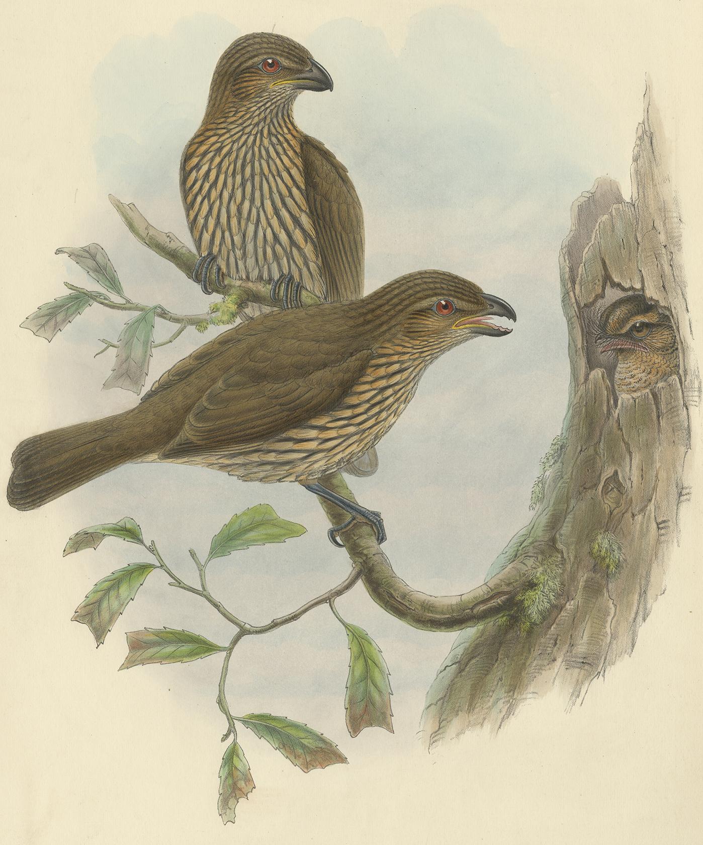 Antique print titled 'Tectonornis Dentirostris, (Ramsay)'. This print originates from J. Gould's Birds of New Guinea.