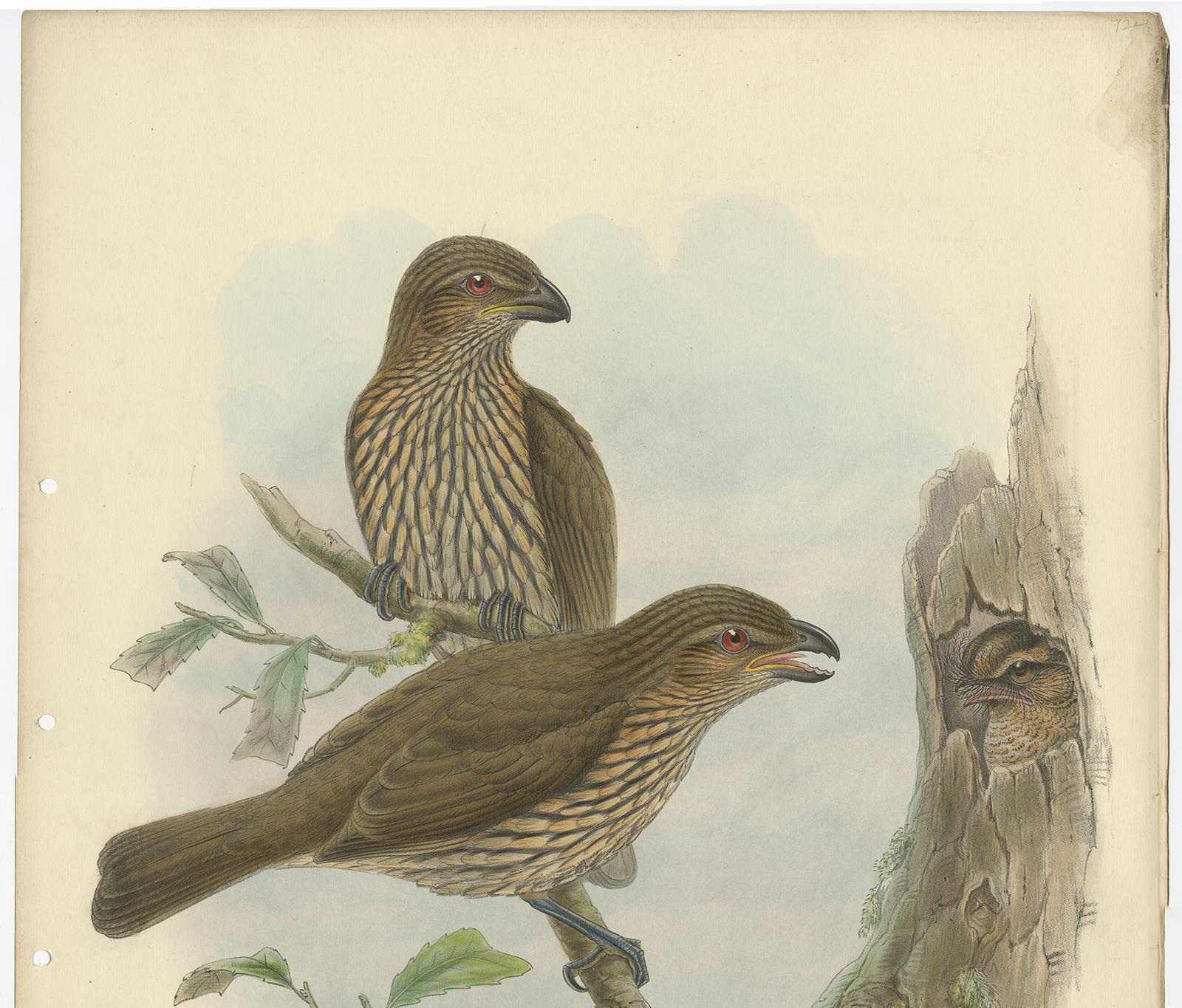 Antique Bird Print of the Tooth-Billed Bower-Bird by J. Gould, circa 1875 In Good Condition For Sale In Langweer, NL